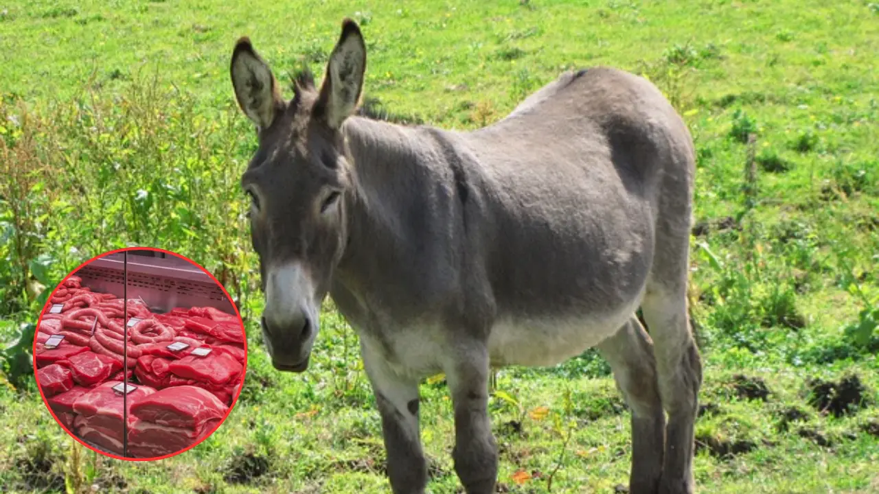 Argentinians resort to eating donkey meat due to economic crisis